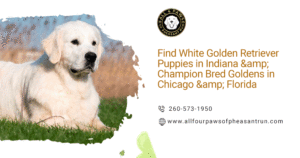 White Golden Retrievers