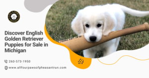 English Golden Retriever puppies for sale in Michigan