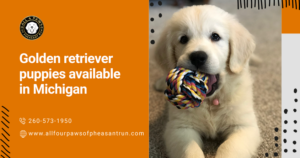 golden retriever puppies available in Michigan