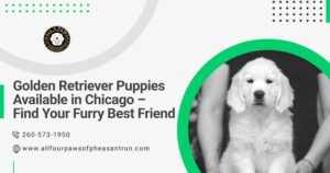 Golden retriever puppies available in Chicago
