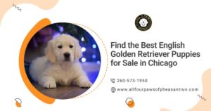 English golden retriever puppies for sale in Chicago